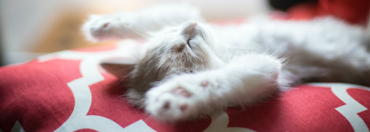 Kitten stretching.