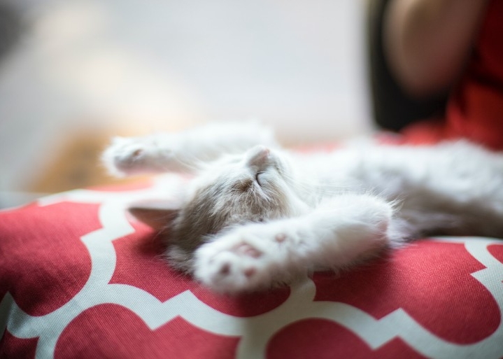 Kitten stretching